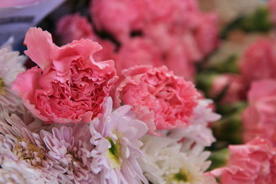 Close-up of pink flowers