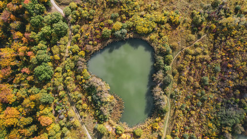 High angle view of plants and trees in forest