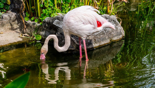 Duck drinking water in lake