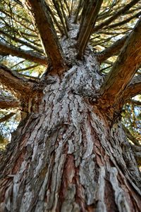 Low angle view of tree trunk