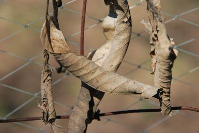 Close-up of dry leaves hanging on branch