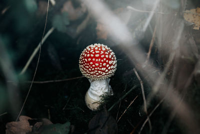 Close-up of fly agaric mushroom on field