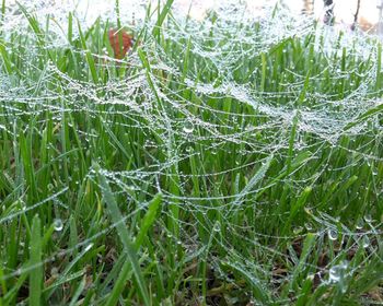 Close-up of grass growing on field