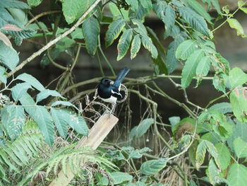 Close-up of insect perching on plant