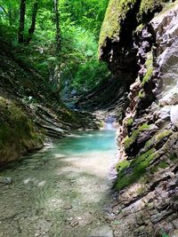 Scenic view of waterfall in forest