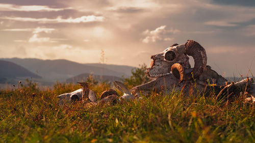 European ram skull in grass