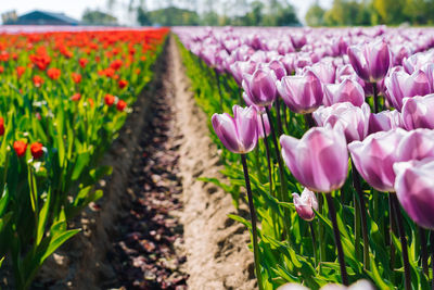 Fantastic landscape with beautiful tulips field in netherlands blooming multicolor spring tulip