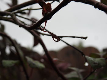 Close-up of water drops on twig