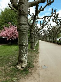 Close-up of tree trunk against sky