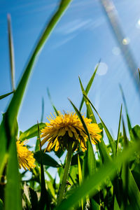 Close-up of yellow flowering plant