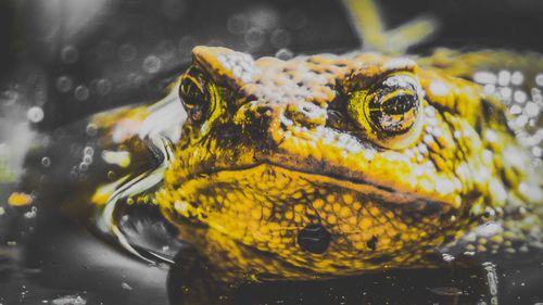 Close-up of yellow turtle in water