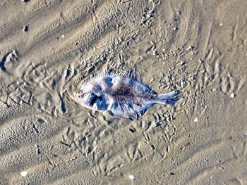 Close-up of crab on sand