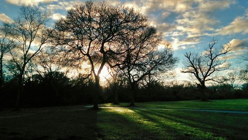 Bare trees on field against cloudy sky