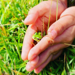Close-up of hand holding small insect