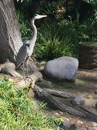 High angle view of gray heron perching on grass