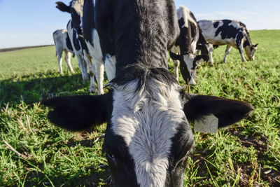 Close-up of cow on field