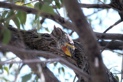 Low angle view of bird perching on tree