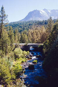 Stream flowing through forest