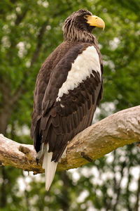 Low angle view of eagle perching on tree