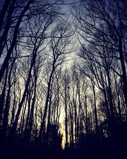 Low angle view of trees against sky