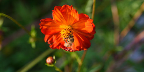 Close-up of poppy blooming outdoors