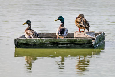 Birds swimming in lake