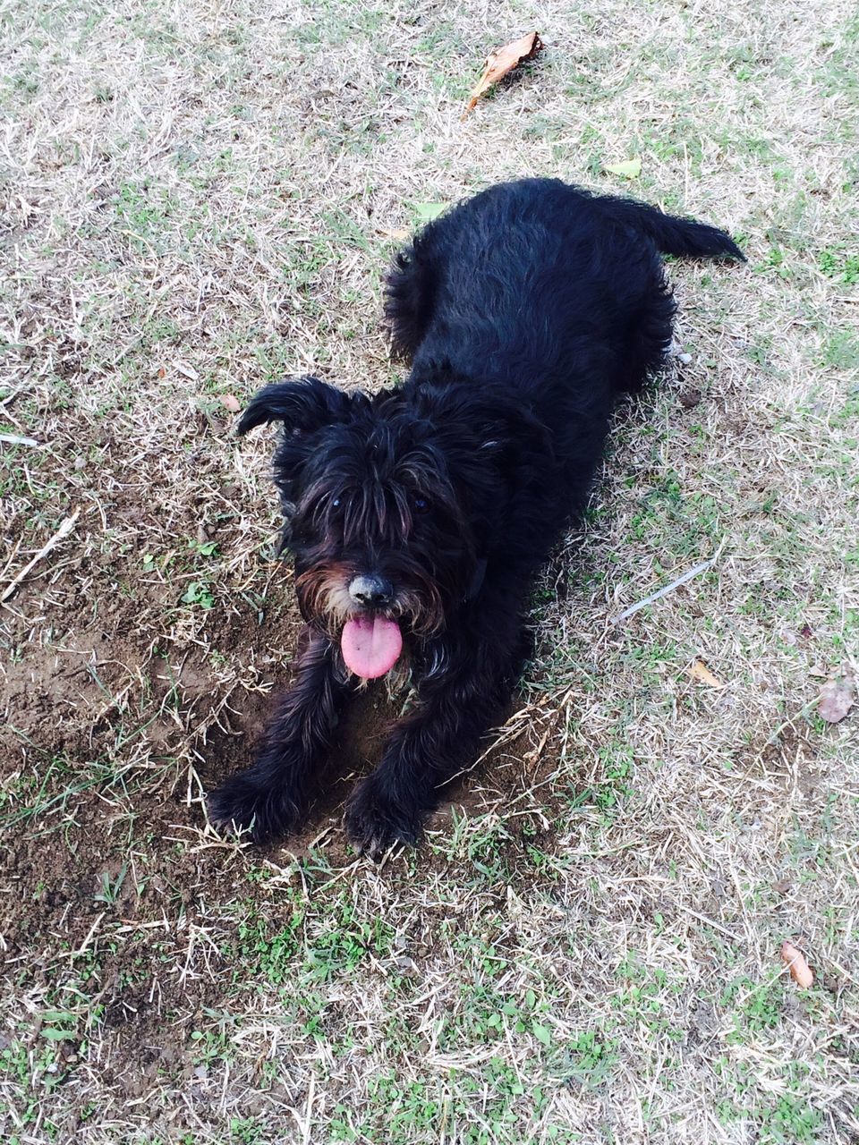 domestic animals, pets, animal themes, mammal, one animal, dog, black color, grass, field, high angle view, relaxation, sitting, black, grassy, no people, outdoors, day, looking at camera, sticking out tongue, nature