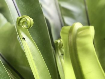 Close-up of green leaf