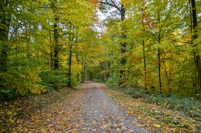 Road amidst trees in forest during autumn