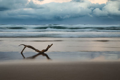 Driftwood on beach against sky