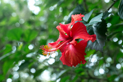 Close-up of red hibiscus blooming on tree