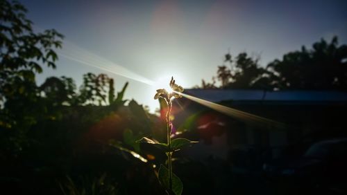 Close-up of plants against sunset sky