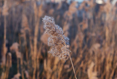Close-up of stalks on field against blurred background