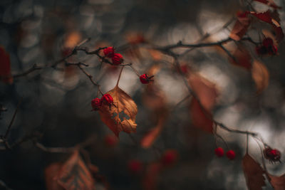 Moody autumnal dry tree leaves with red wild berries. natural and organic october background. 