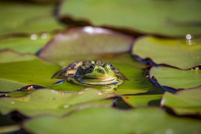A beautiful common green water frog enjoying sunbathing in a natural habitat at the forest pond. 