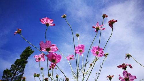 Low angle view of pink flowering plants against sky