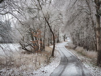 Road amidst bare trees