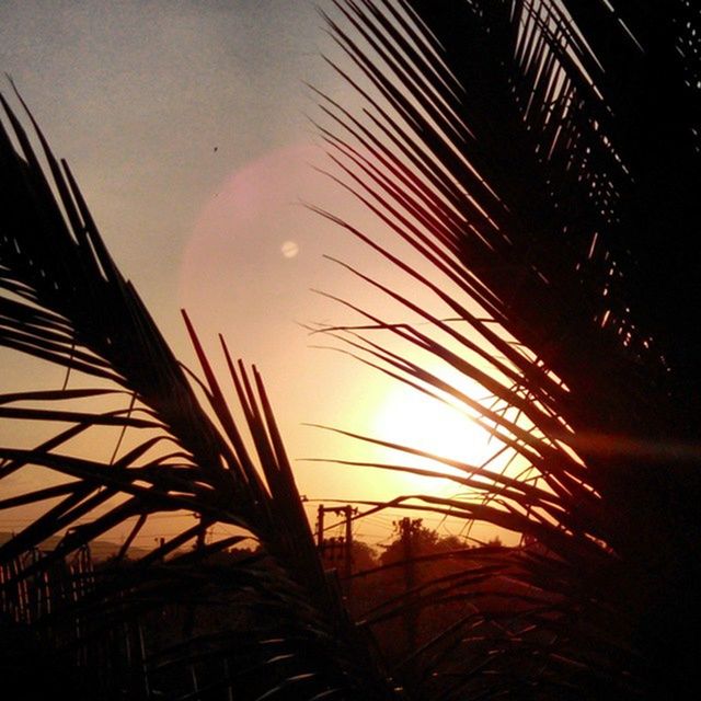 sunset, sun, nature, sky, growth, beauty in nature, plant, sunlight, tranquility, silhouette, close-up, lens flare, orange color, scenics, no people, outdoors, sunbeam, grass, tranquil scene, focus on foreground