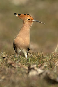 Close-up of bird perching on a field