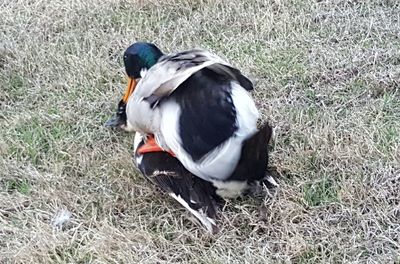 View of an animal on field