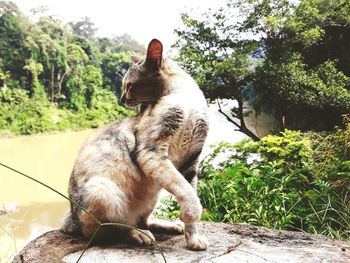 View of a cat on tree