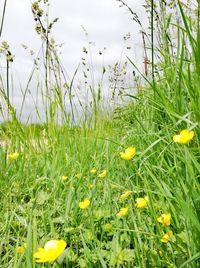 Close-up of yellow crocus flowers on field