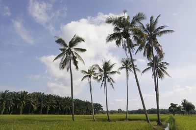 Palm trees on field against sky