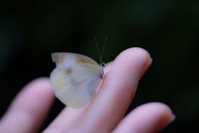 Close-up of insect