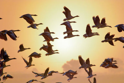 Low angle view of birds flying in sky