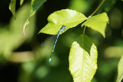 Close-up of insect on leaf