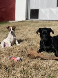 Portrait of dogs sitting on field