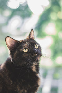 Close-up portrait of a cat