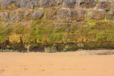 Plants growing on sand