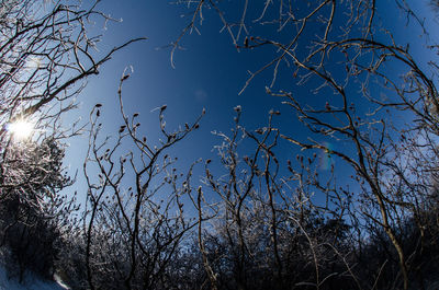 Low angle view of bare trees against blue sky